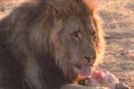 Lions