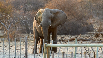 Large Mammal Protection